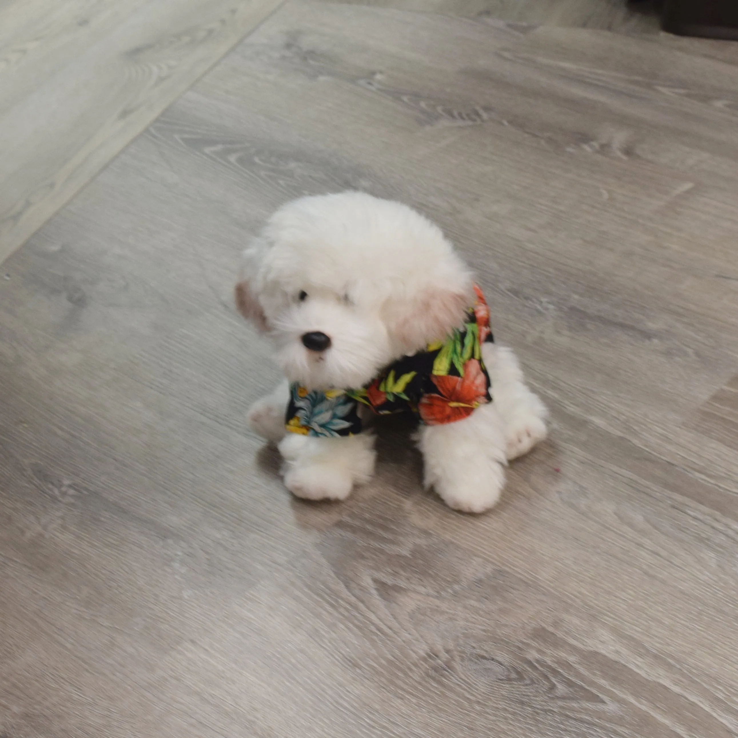 Tropical Print Hawaiian Dog Shirts / Black［Dog and owner hawaii shirts］